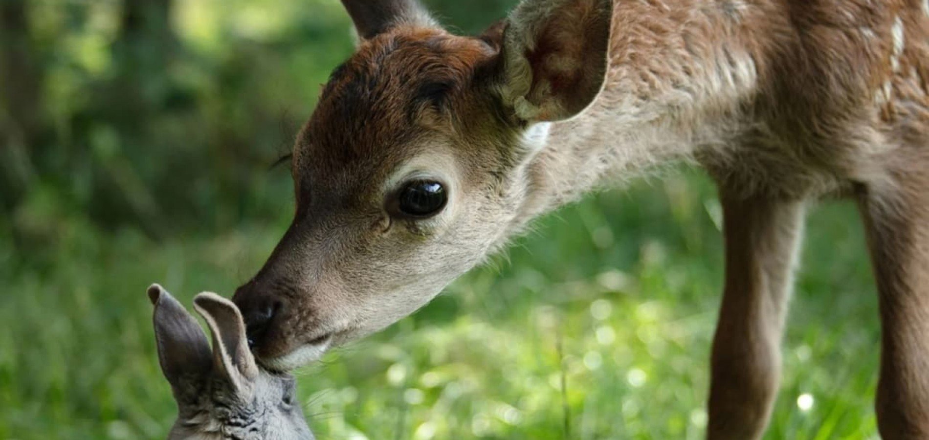 actualité BAMBI