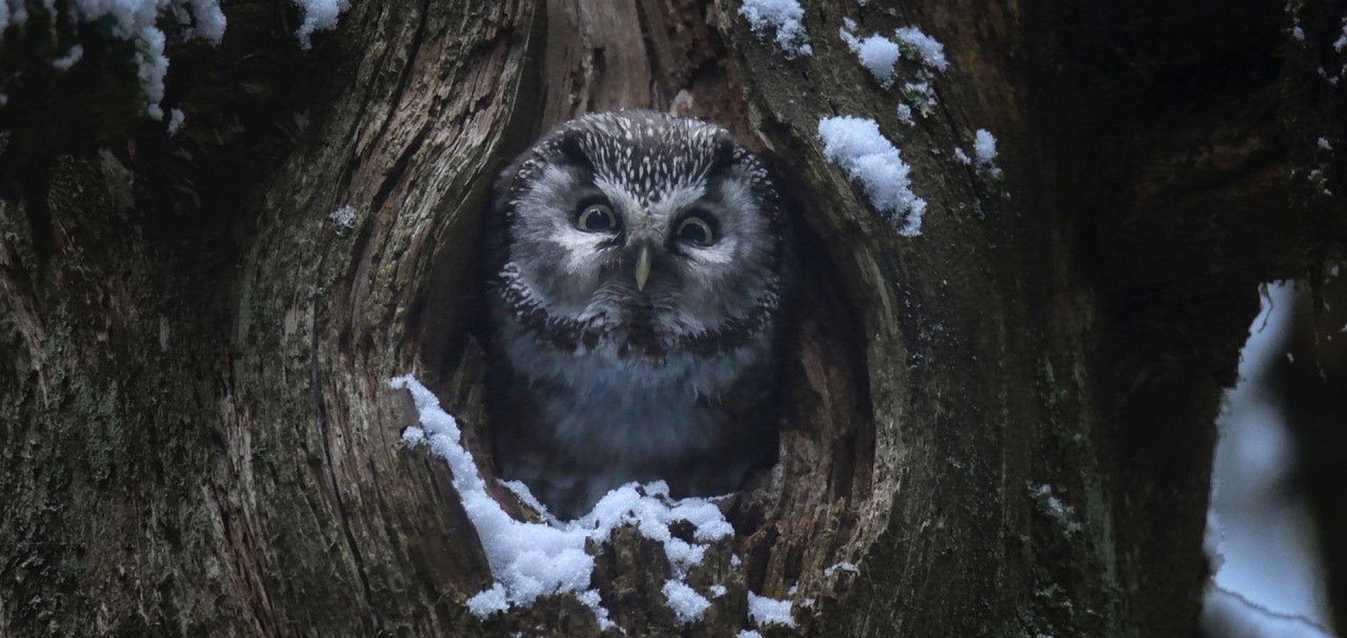 actualité LE CHANT DES FORETS
