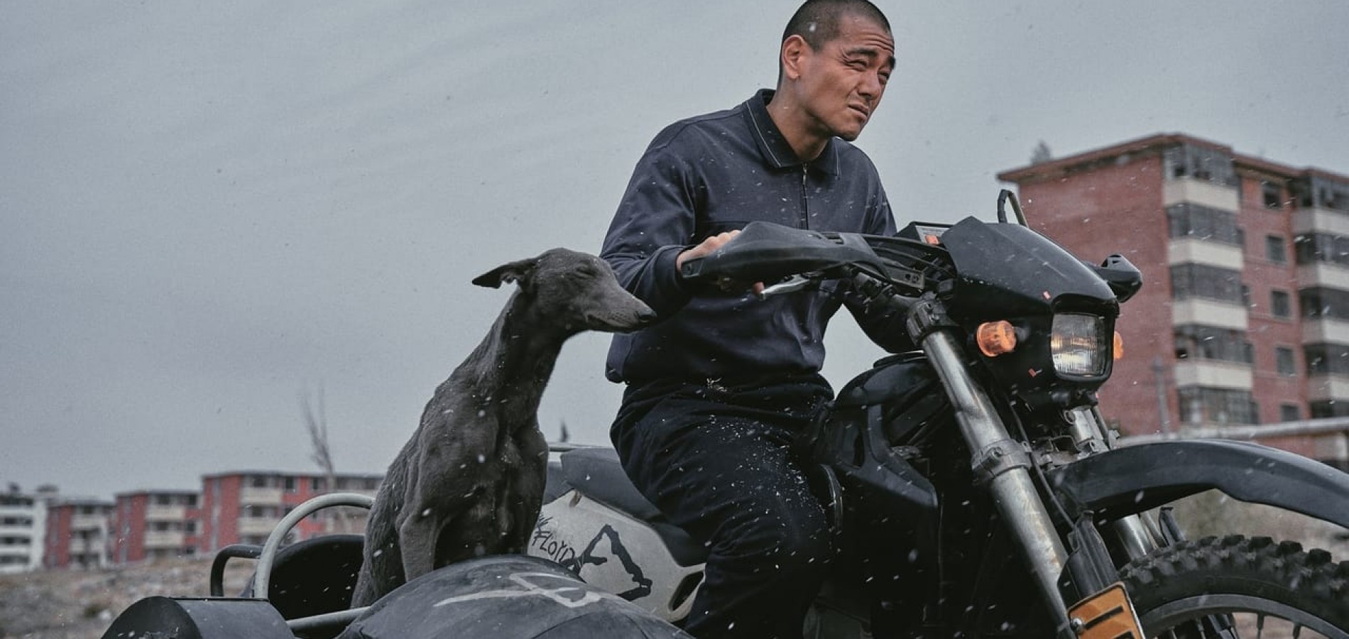 actualité BLACK DOG