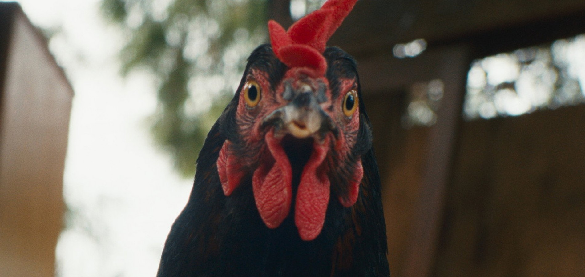 actualité cocotte