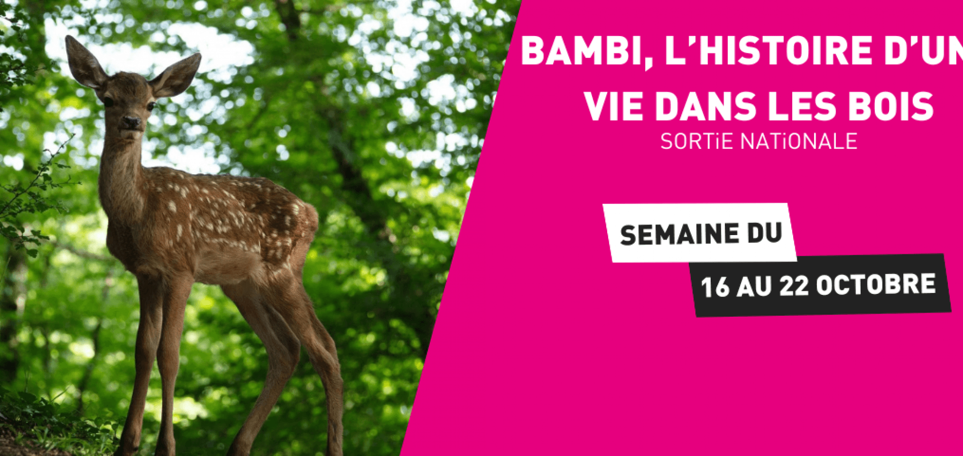 actualité BAMBI